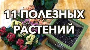 Чилийские белки дегу уход чем можно кормить